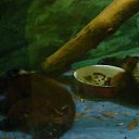 ���� ����, �����-���������, 34 ���� - ��������� 27 ���� 2011 � ������ ��������