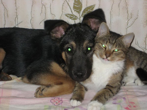 Рейтинг фотографий конкурса "Мой питомец". Номера с 1 по 50 Фото: Котопес подрос и понял важность дружбы. -