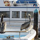 ���� �������, ��������-��-������, 68 ��� - ��������� 25 ������ 2013 � ������ ���� ����������