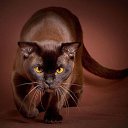 ���� ���������, ���������� ����� - ��������� 14 ������� 2013