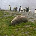  Oleg,  -  17  2010   South Georgia
