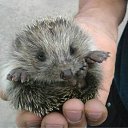 ���� �����, �������, 42 ���� - ��������� 20 ��� 2011 � ������ ���������