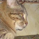  Anubis, , 40  -  12  2010