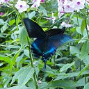 ���� ������, �����������, 65 ��� - ��������� 26 �������� 2011 � ������ �������� � �!�