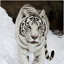 ���� �����, �����-���������, 47 ��� - ��������� 11 ������� 2013 � ������ ���� ����������