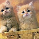 ���� Valerij, ����, 54 ���� - ��������� 30 ���� 2012 � ������ �������