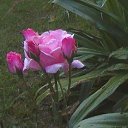 ���� ������, ������, 62 ���� - ��������� 14 ����� 2013 � ������ ���� ����������