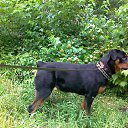 ���� Elena, �����������, 38 ��� - ��������� 2 ���� 2013 � ������ ���� ����������