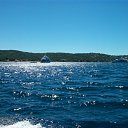 ���� Robert, ���-���������, 64 ���� - ��������� 12 ��� 2011 � ������ �Saint Tropez / France�