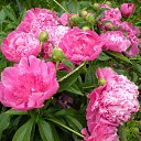 ���� �� ������� ���� ������