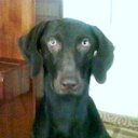 , , 51  -  1  2012   *****************