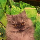 ��� ������� ������� ��������� �� ������� ���� ����������