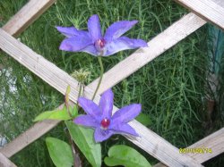 ���� ������, ���, 43 ���� - ��������� 29 ������ 2012