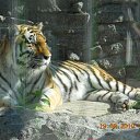 ���� �����, �������, 45 ��� - ��������� 11 �������� 2011 � ������ �PetLove�