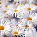 ���� ������, �������, 42 ���� - ��������� 23 ������ 2011