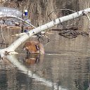 ���� ���������� ����� ��������� ������ ���������.� �������� ���� � ������� ����� ���� �������. �� ������� ���� ����������