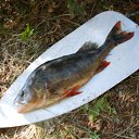 ���� ������, ������, 66 ��� - ��������� 8 ������� 2011 � ������ ���� ����������