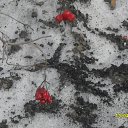  , , 51  -  18  2011   2011.