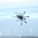 ������������ �����) �� ������� �������