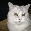 ���� �������, �������, 48 ��� - ��������� 15 ������� 2010 � ������ ���� ��� ��ʻ