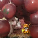 ���� ����, �����, 65 ��� - ��������� 11 ������� 2010 � ������ ������ ��������