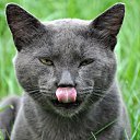 ���� Nemo(������), ����������, 35 ��� - ��������� 9 ������� 2010