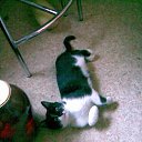 ���� ����, �����, 57 ��� - ��������� 16 ���� 2009 � ������ �������