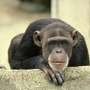 ���� ����, ������, 36 ��� - ��������� 25 ������� 2011