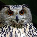 ���� �������, ������� �������� - ��������� 16 ��� 2012