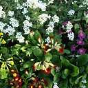 ���� ������, ������, 63 ���� - ��������� 5 ������� 2011 � ������ ������-���� �����....�