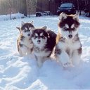  Angel, , 39  -  16  2010   