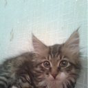 ����� �� ������� �RoadKing�