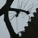 ���� Lana, �����-���������, 47 ��� - ��������� 23 ������ 2010 � ������ ����