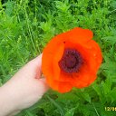  , , 56  -  12  2011     ...