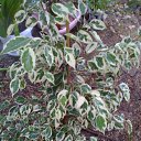 ���� �����, �������������, 65 ��� - ��������� 22 ������� 2012 � ������ ���� ������