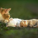 ���� ����������, �����, 24 ���� - ��������� 25 ������ 2011 � ������ ����������� �����