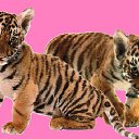 ���� ����, �����������, 27 ��� - ��������� 4 ������� 2009 � ������ �������