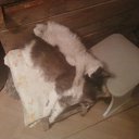 ���� ���� ��, �������, 49 ��� - ��������� 15 ������ 2011 � ������ ���� ���.�