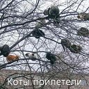 ���� �������, �����, 39 ��� - ��������� 2 ������ 2009 � ������ ��������� �����