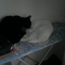 ���� �����, ������, 57 ��� - ��������� 17 ������ 2011 � ������ ���� �������� � ���߻