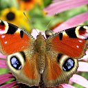 ���� ������, ������, 68 ��� - ��������� 15 ������ 2012 � ������ �������Ȼ