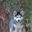  Angel, , 39  -  16  2010   