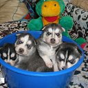  Angel, , 39  -  16  2010   