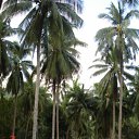  ˸, , 85  -  10  2011   Samui-2011.