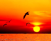 ���� Mcsflash, �������, 38 ��� - ��������� 22 ������� 2010