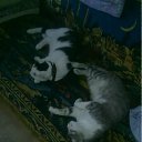 ���� ��� ��, �����������, 39 ��� - ��������� 22 ���� 2011 � ������ �PetLove�