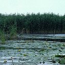 ���� ����������, ���������, 65 ��� - ��������� 17 ������ 2011 � ������ ��� ������.�