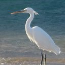 ���� �������, ����������, 41 ��� - ��������� 23 ���� 2009 � ������ �������