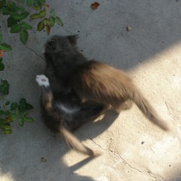 ���� Matstar, ��������������, 54 ���� - ��������� 30 ���� 2010