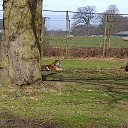 ���� ��op�, ����, 44 ���� - ��������� 25 ��� 2013 � ������ �Woburn Safari Park(Uk)�